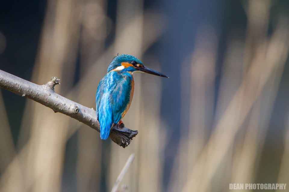 Canon EOS-1D Mark IV sample photo. Kingfisher photography