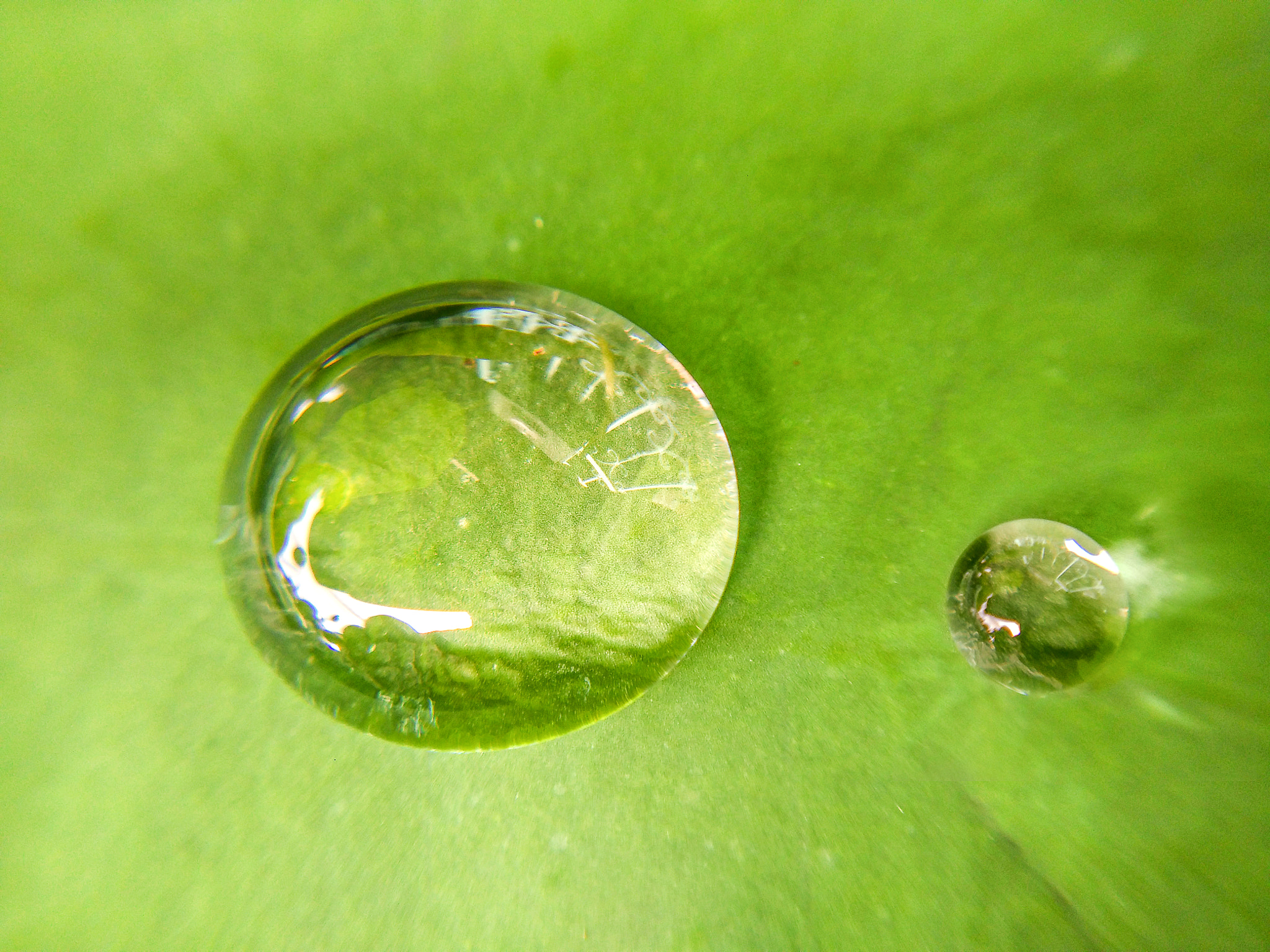 Xiaomi MI Note sample photo. Raindrops on the leaf photography