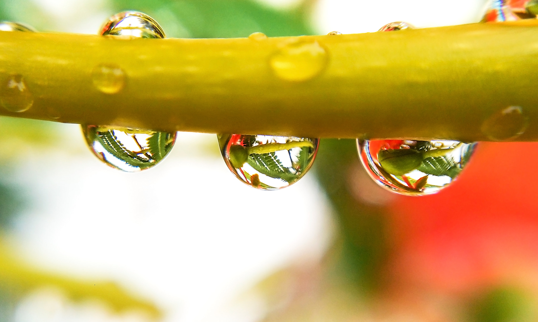 Xiaomi MI Note sample photo. Raindrops on the leaf photography