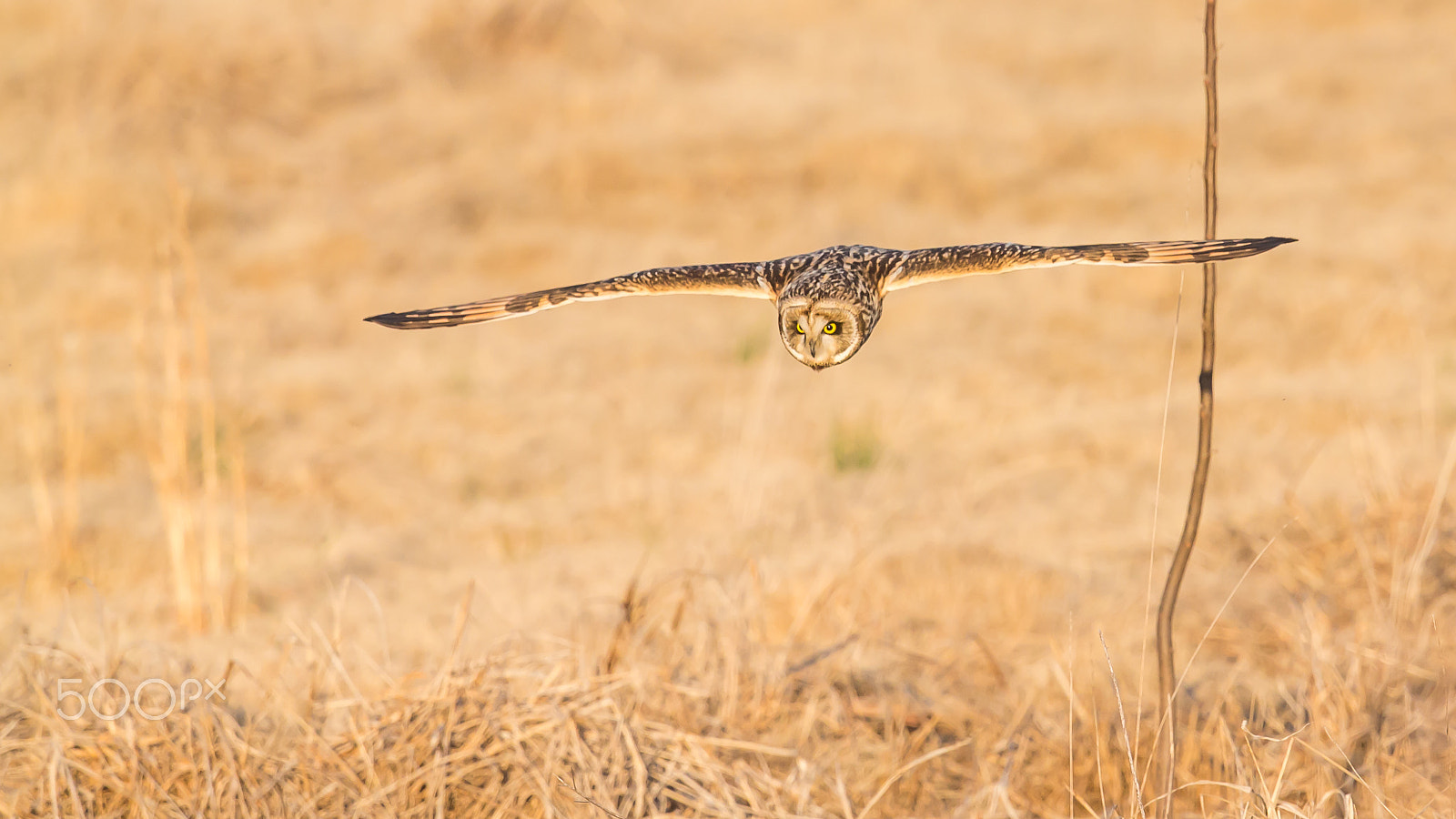 Canon EF 500mm F4L IS II USM sample photo. Gliding low photography