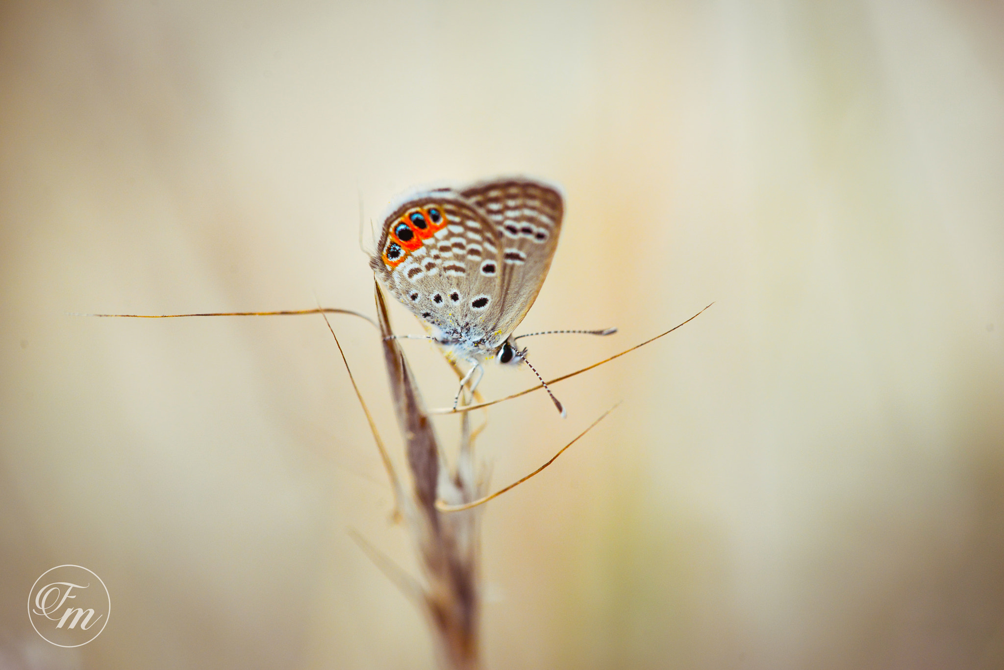 Sigma 150mm F2.8 EX DG Macro HSM sample photo. Macro butterfly photography