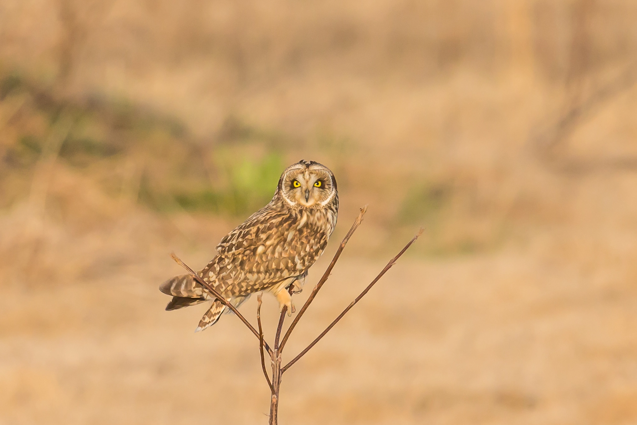 Canon EF 500mm F4L IS II USM sample photo. Staying on the perch photography