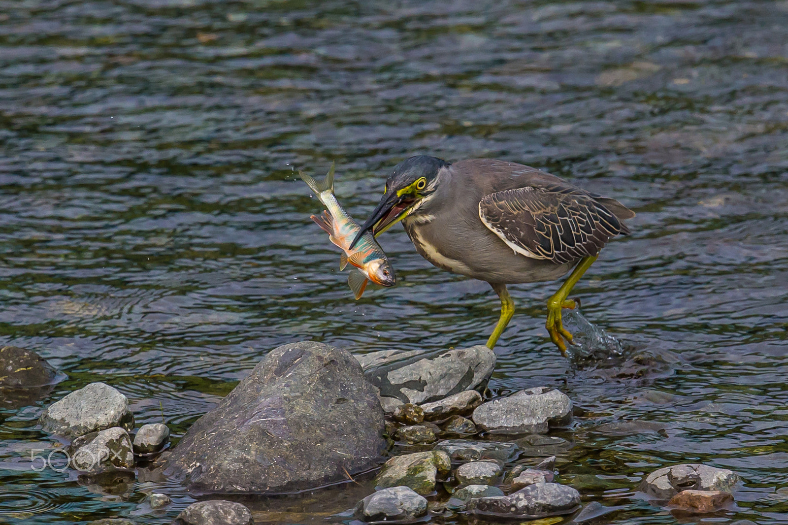 Canon EF 500mm F4L IS II USM sample photo. Nuptial coloration photography