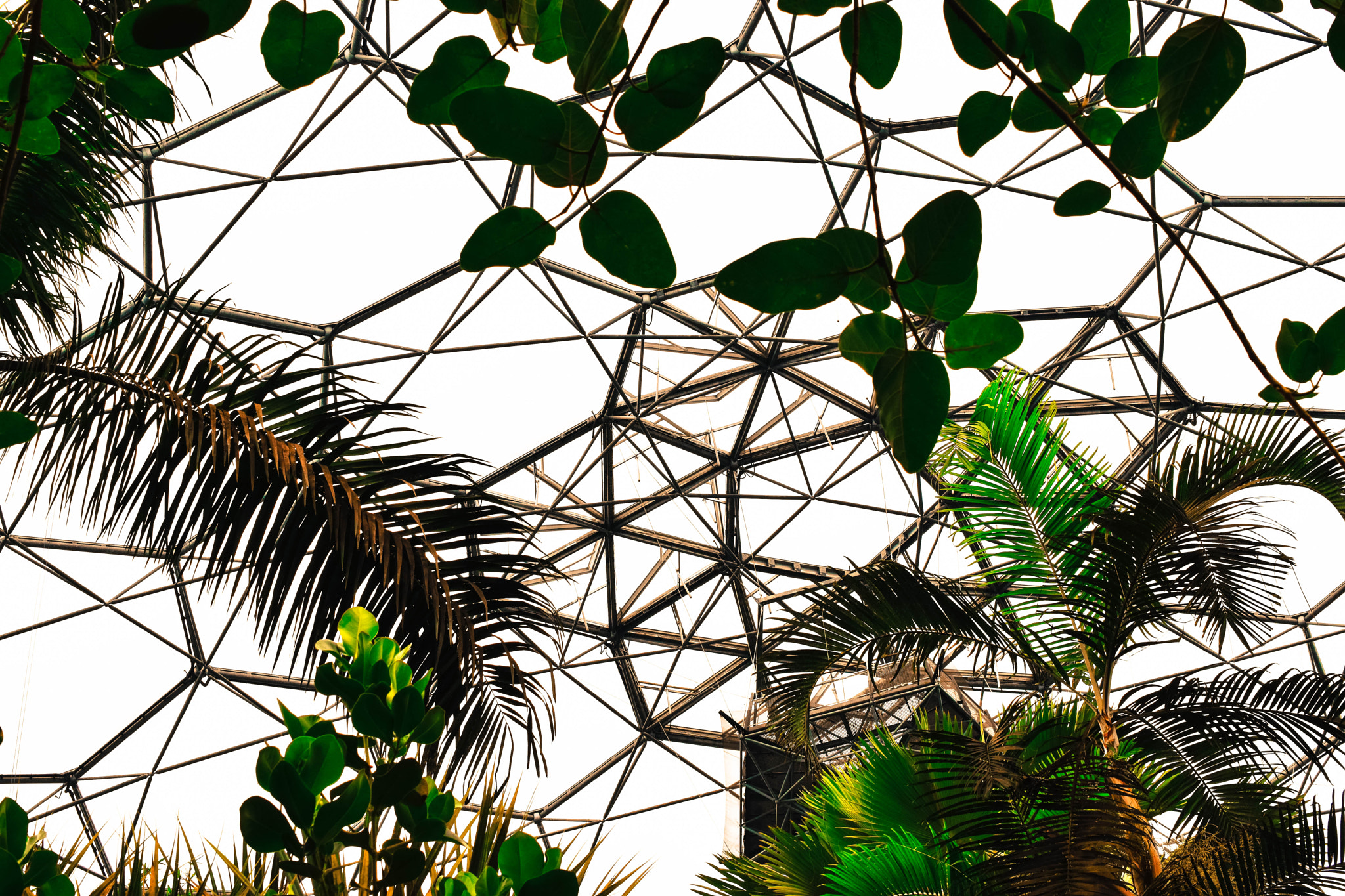 Nikon AF-S DX Micro Nikkor 40mm F2.8 sample photo. Eden project biome roof. photography