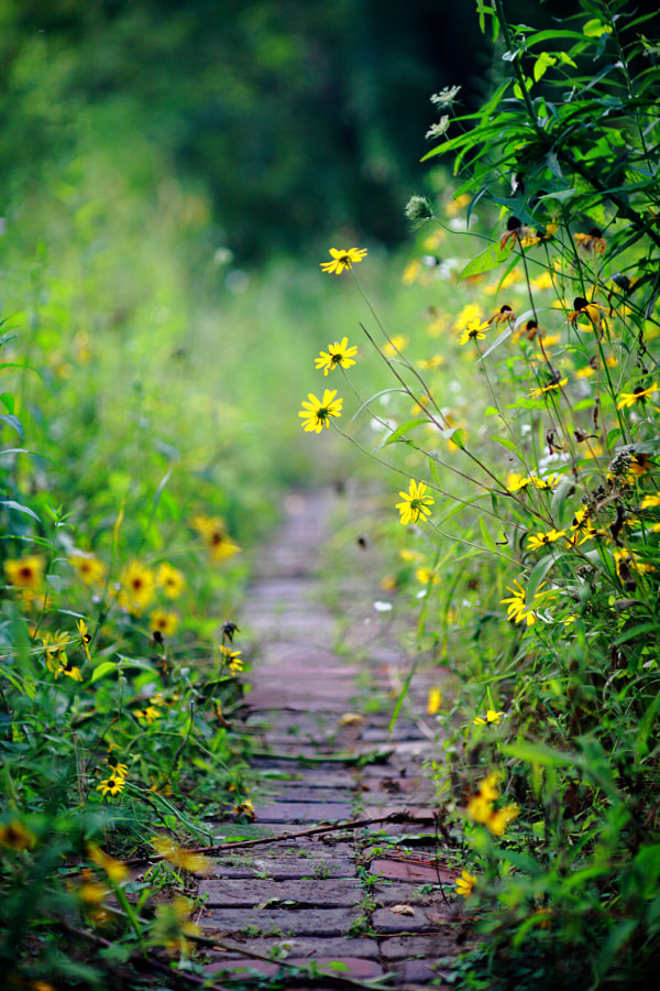 Canon EF 85mm F1.2 sample photo. Wildflower photography