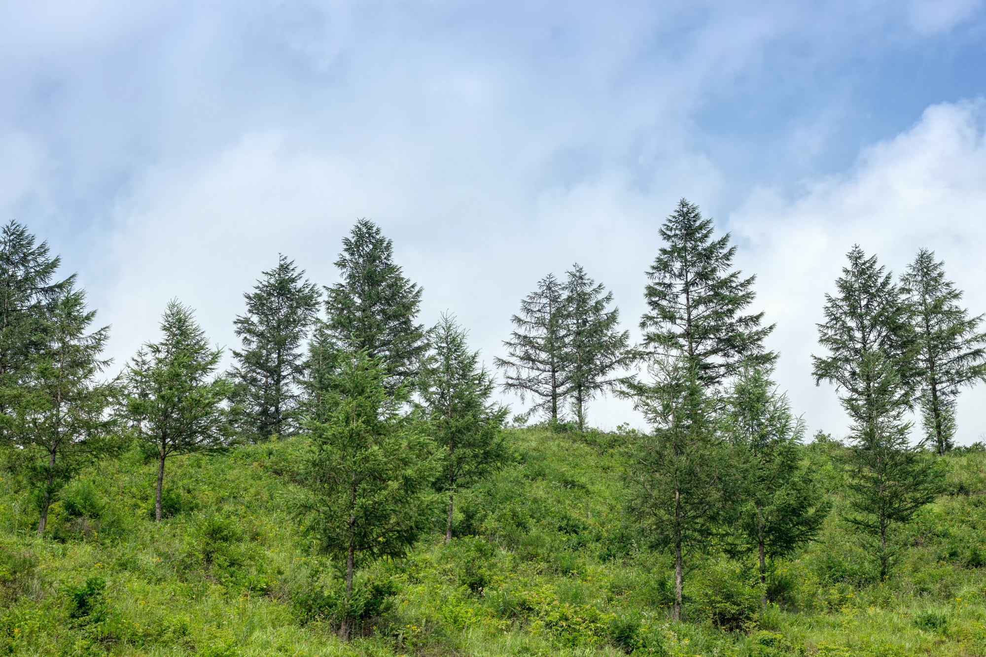 Canon EOS M + Canon EF 50mm F1.8 II sample photo. Forest photography