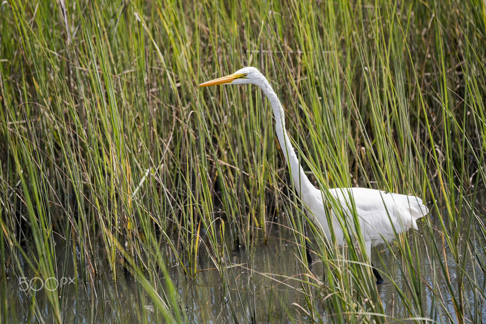 Sony 70-400mm F4-5.6 G SSM II sample photo. Looking for some grub photography