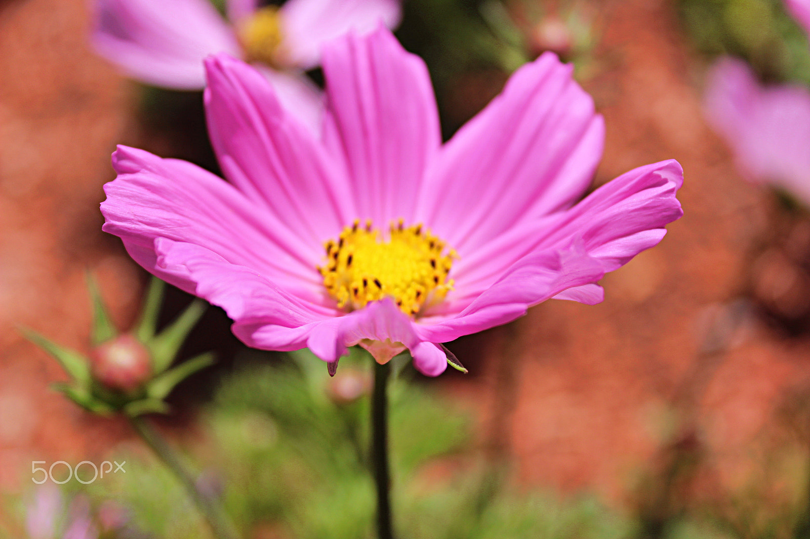 Canon EOS 600D (Rebel EOS T3i / EOS Kiss X5) + 18.0 - 55.0 mm sample photo. Pinky blossom photography