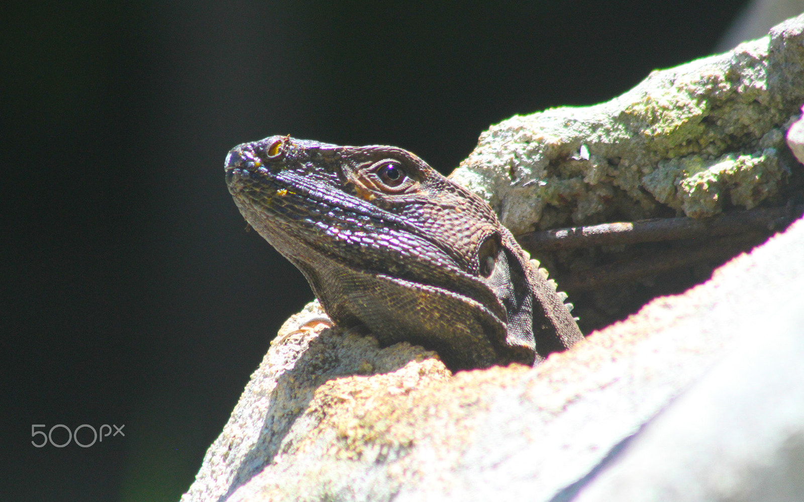 Canon EOS 7D + Canon EF 75-300mm F4.0-5.6 IS USM sample photo. Iguana photography