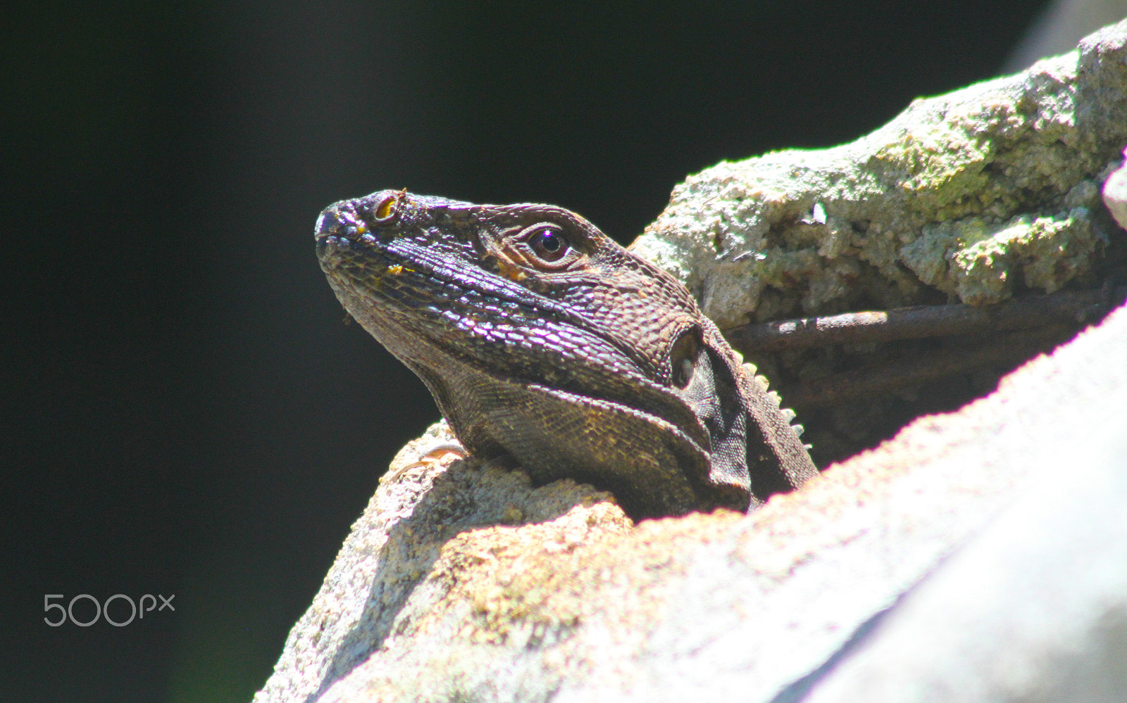 Canon EF 75-300mm F4.0-5.6 IS USM sample photo. Iguana photography