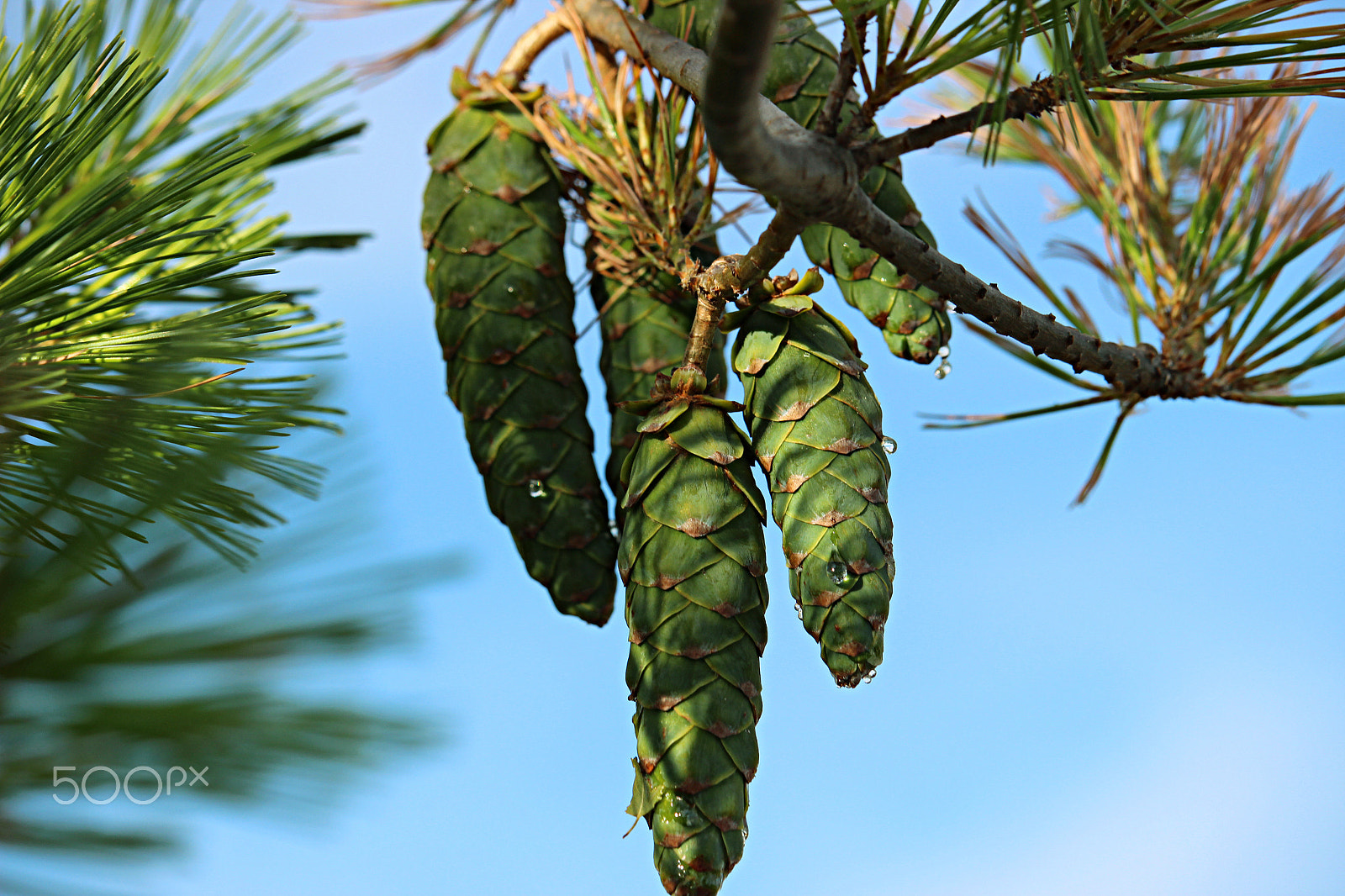 Canon EOS 600D (Rebel EOS T3i / EOS Kiss X5) + 55.0 - 250.0 mm sample photo. Pine cone bunch photography