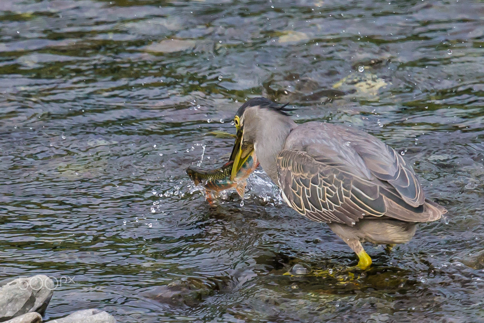 Canon EF 500mm F4L IS II USM sample photo. Got a nuptial colored fish photography