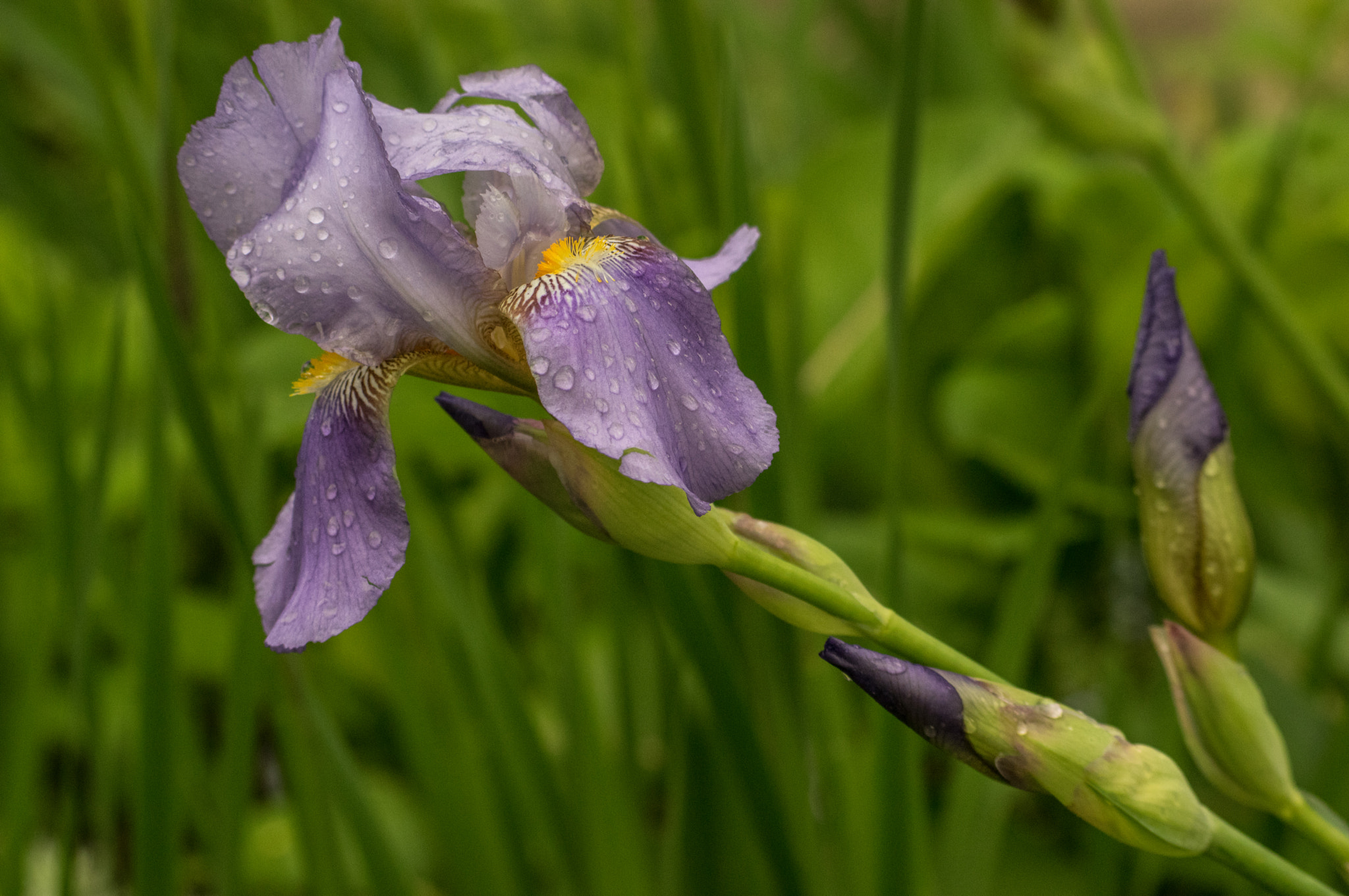 Pentax K-3 II + smc PENTAX-F 70-210mm F4-5.6 sample photo. Purple iris bloom photography