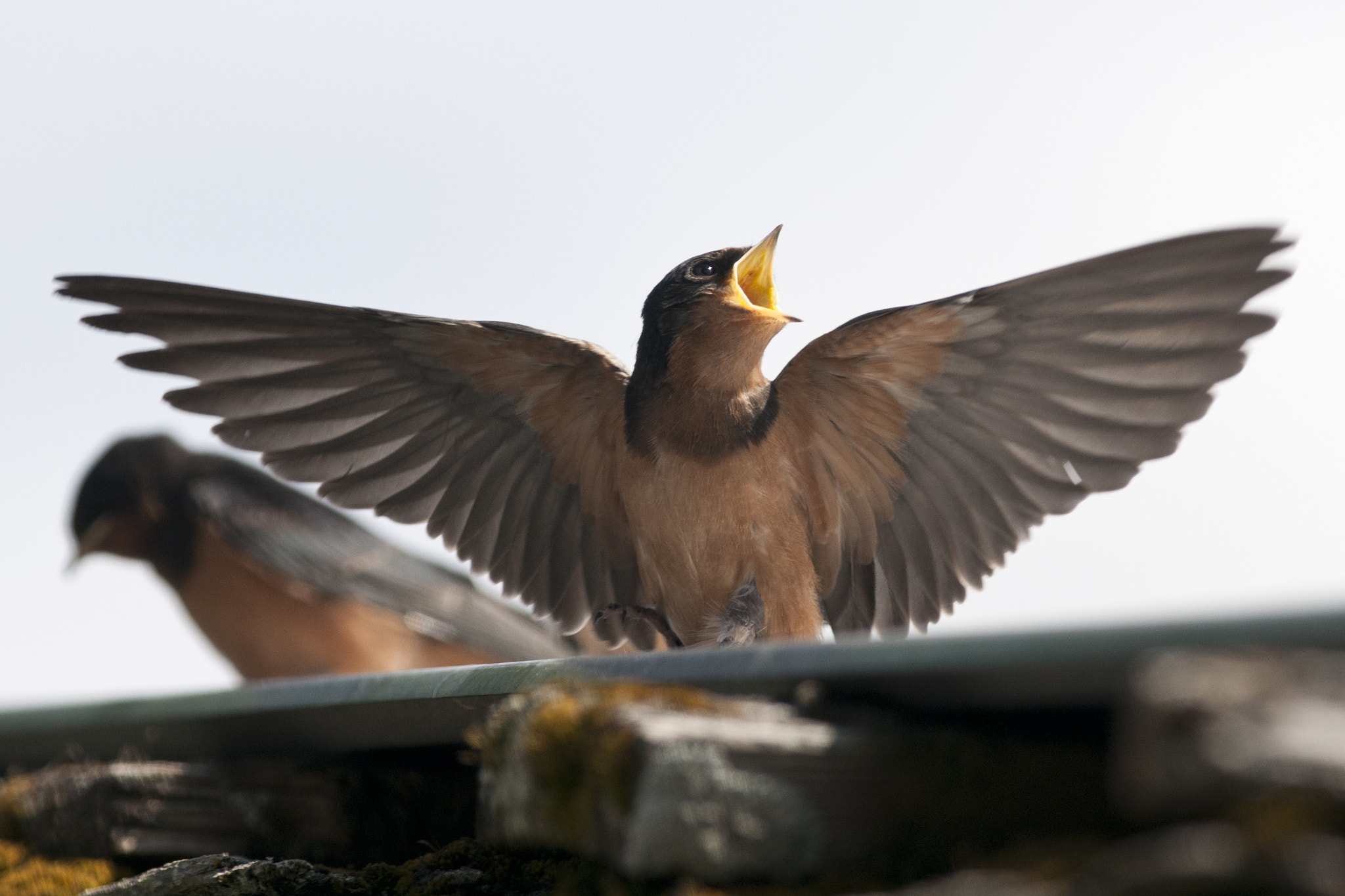 Nikon D300 + Nikon AF-S Nikkor 300mm F4D ED-IF sample photo. Swallow chick fly photography