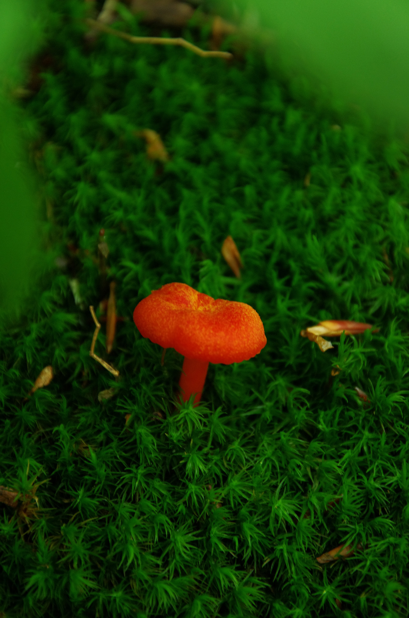 Pentax K-5 sample photo. Imgq9352.jpg photography