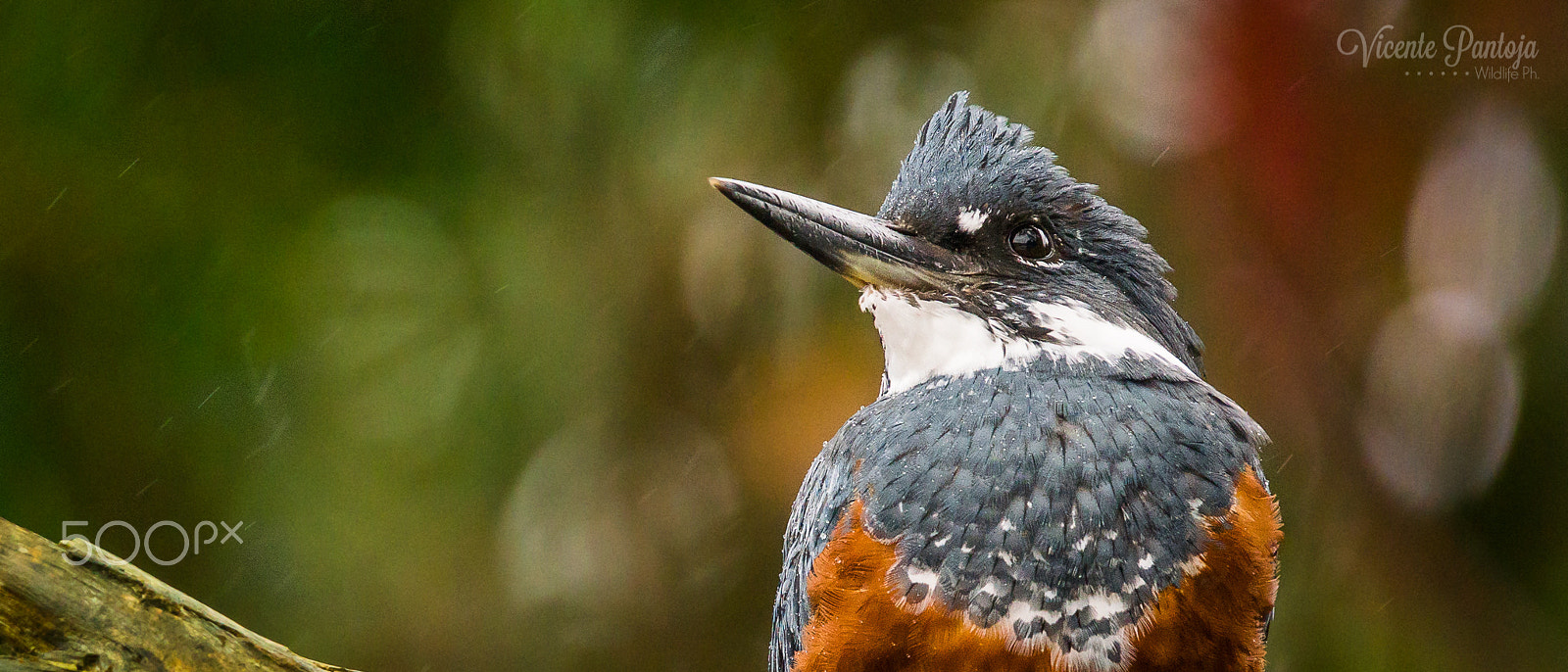 Sony ILCA-77M2 + Sony 70-400mm F4-5.6 G SSM sample photo. Drops & rain photography