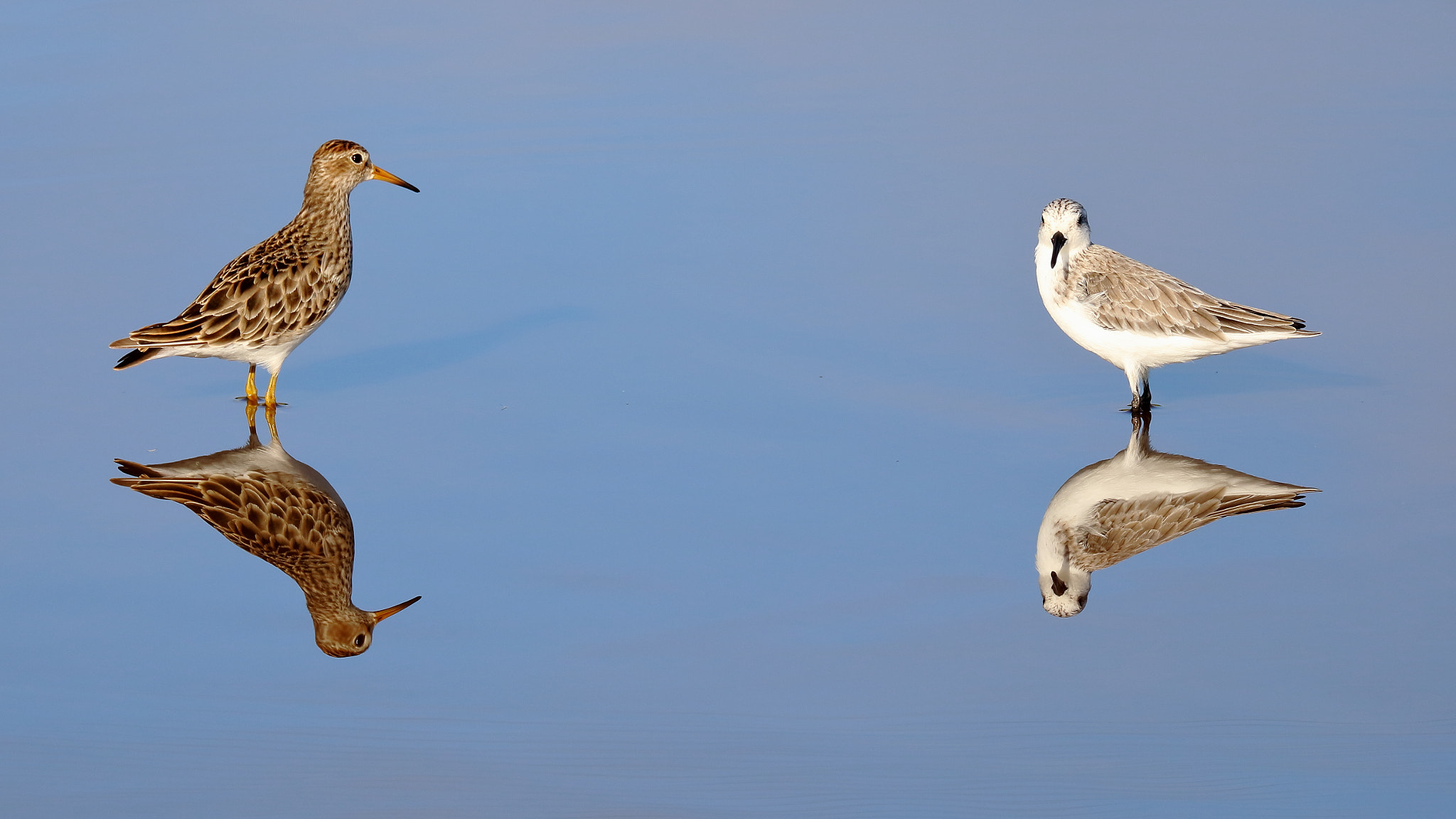 Canon EOS 750D (EOS Rebel T6i / EOS Kiss X8i) sample photo. Pectoral sandpiper & sanderling photography
