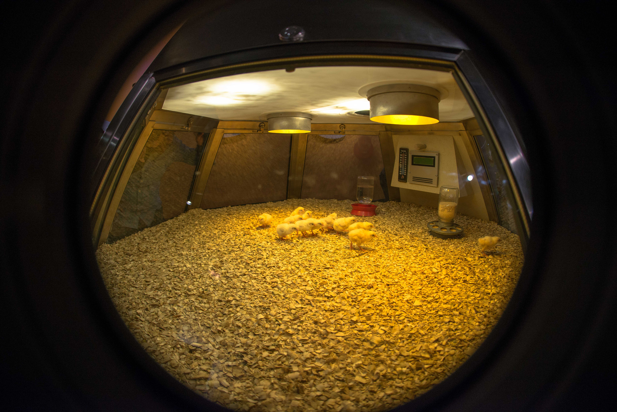 Nikon D800 + Sigma 15mm F2.8 EX DG Diagonal Fisheye sample photo. Chicks photography