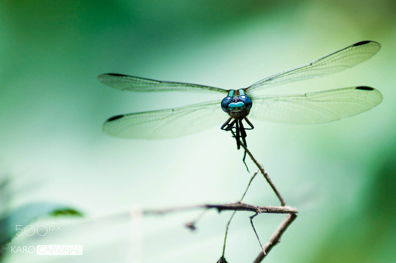 Canon EF 200mm F2.8L II USM sample photo. My dragonfly photography