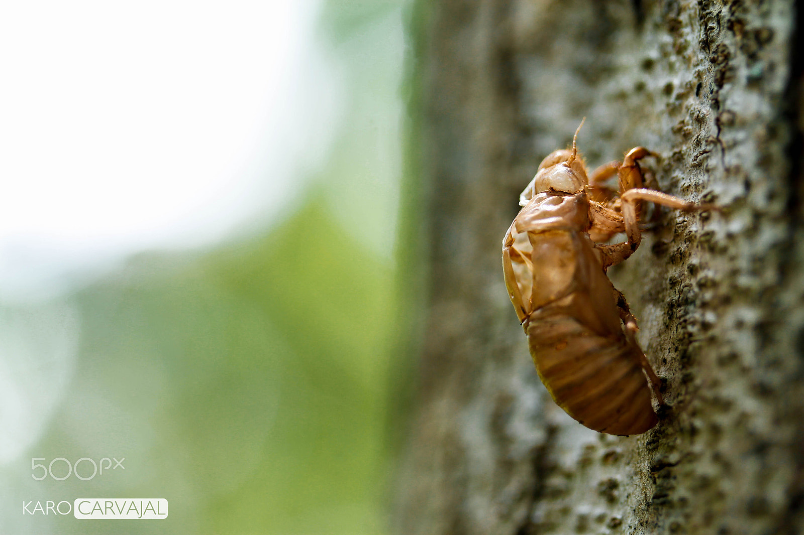 Canon EF-S 60mm F2.8 Macro USM sample photo. Another skin photography