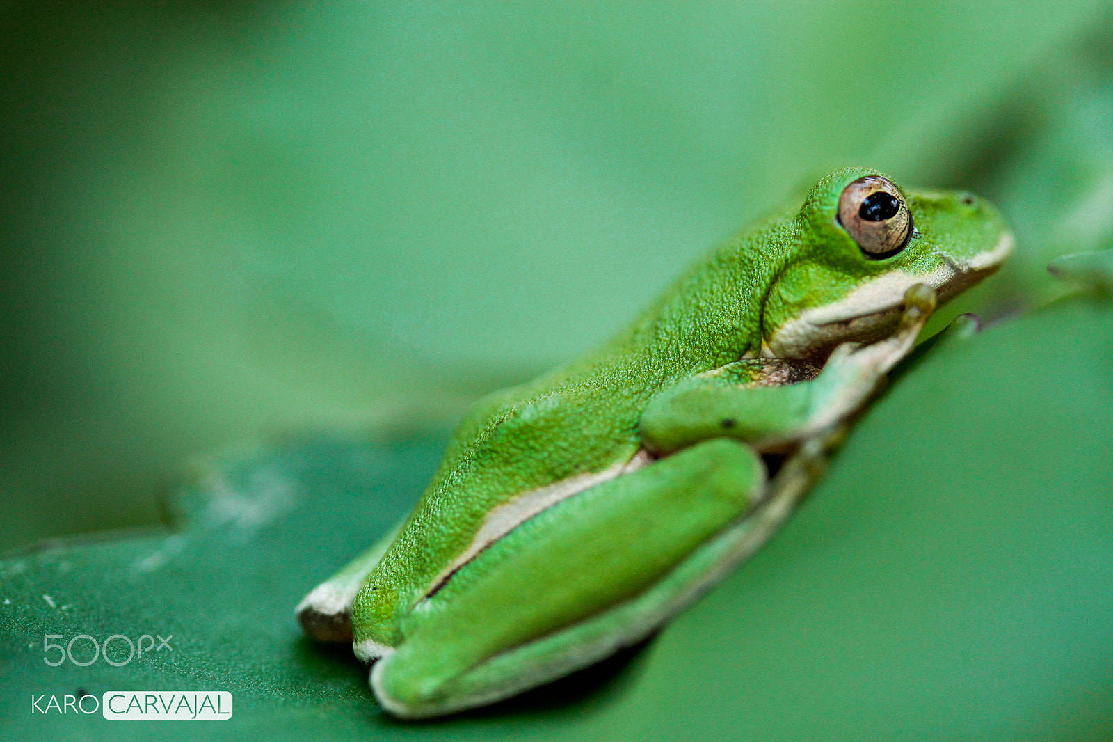 Canon EF-S 60mm F2.8 Macro USM sample photo. Little green photography