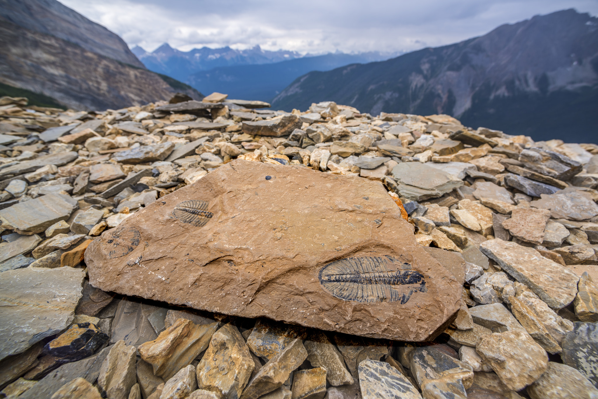 Nikon D810 + Nikon AF Nikkor 14mm F2.8D ED sample photo. Trilobite fossils photography