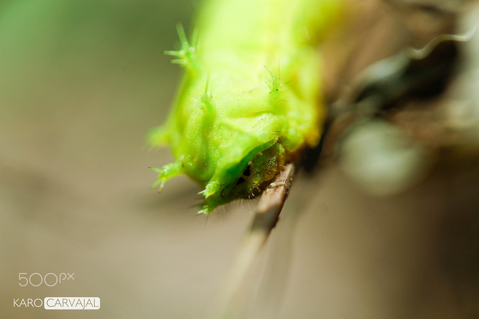 Canon EF-S 60mm F2.8 Macro USM sample photo. Monstruo verde photography