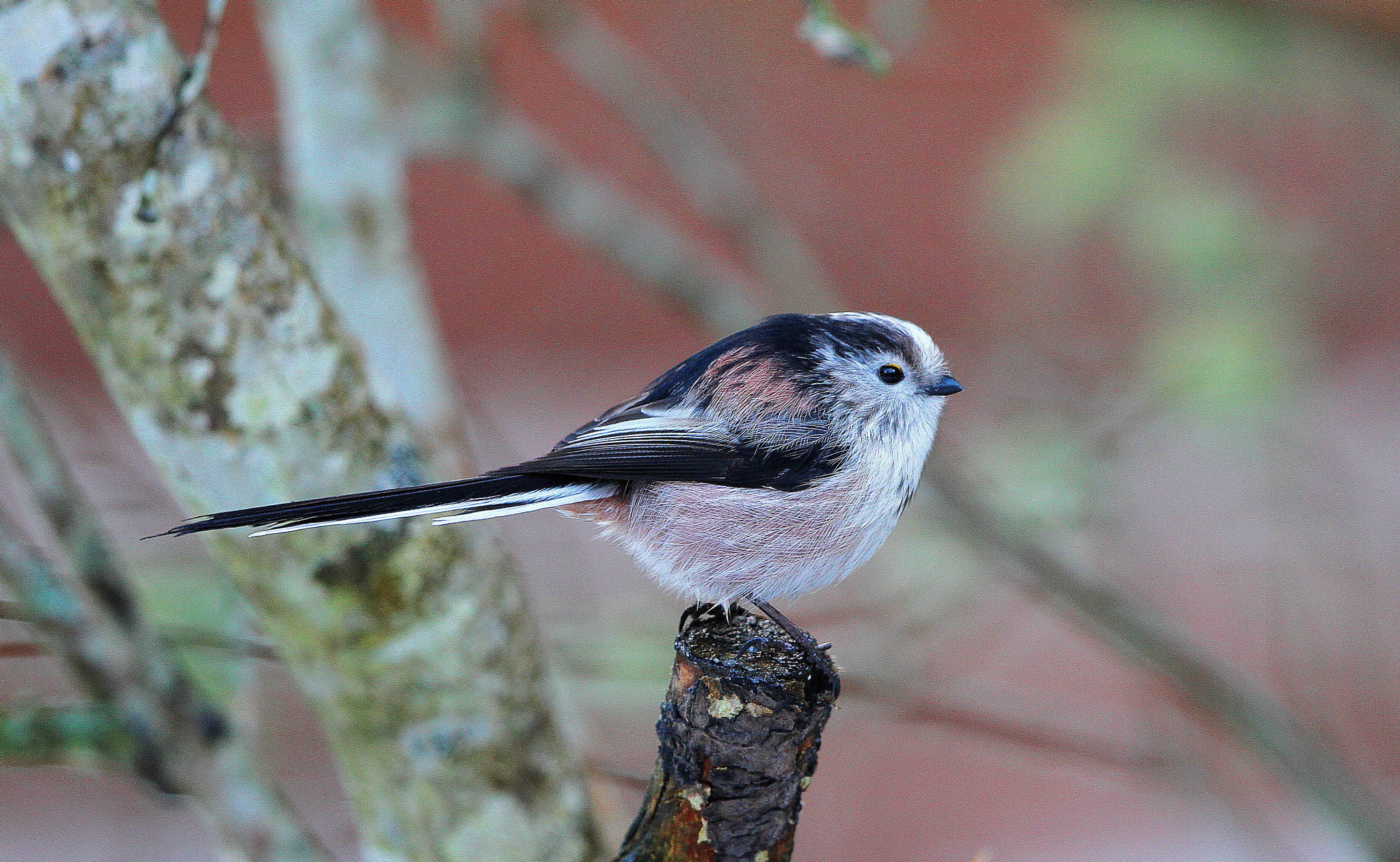 Canon EF 500mm F4L IS II USM sample photo. Long tailed tit photography