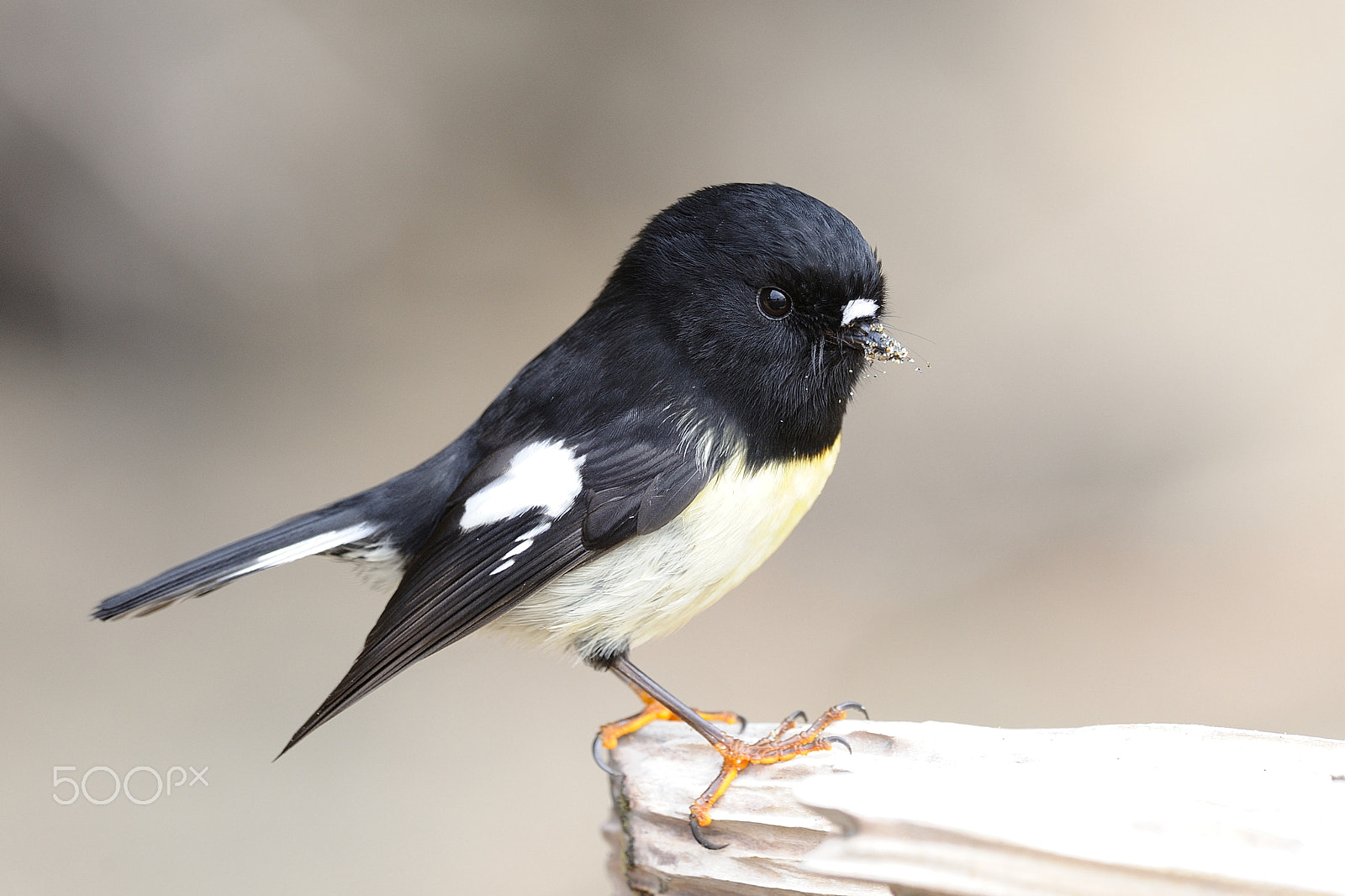 Nikon AF-S Nikkor 300mm F2.8G ED VR II sample photo. Tomtit, a native new zealand bird photography