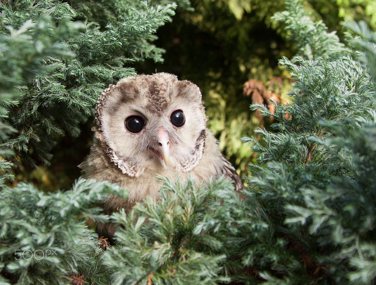 Canon EOS 50D sample photo. Siberian owl photography