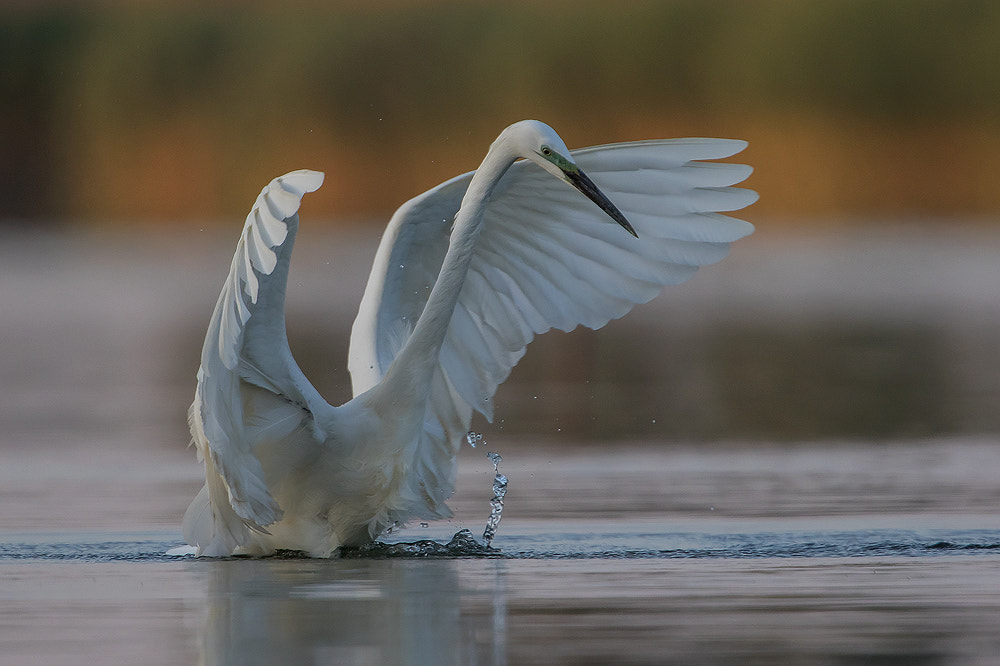 Canon EF 300mm F2.8L IS USM sample photo. White photography