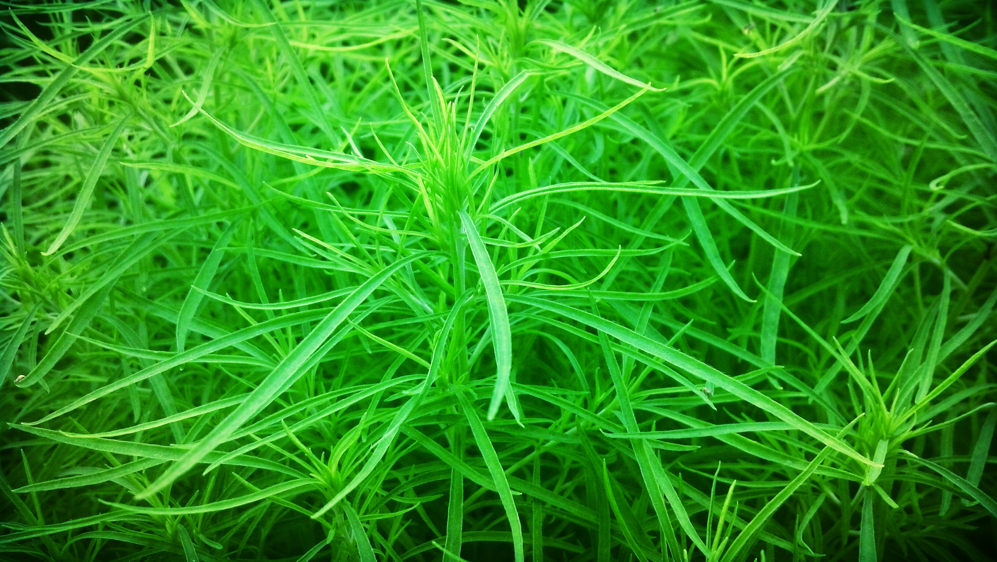 Motorola DROID RAZR sample photo. Greens photography