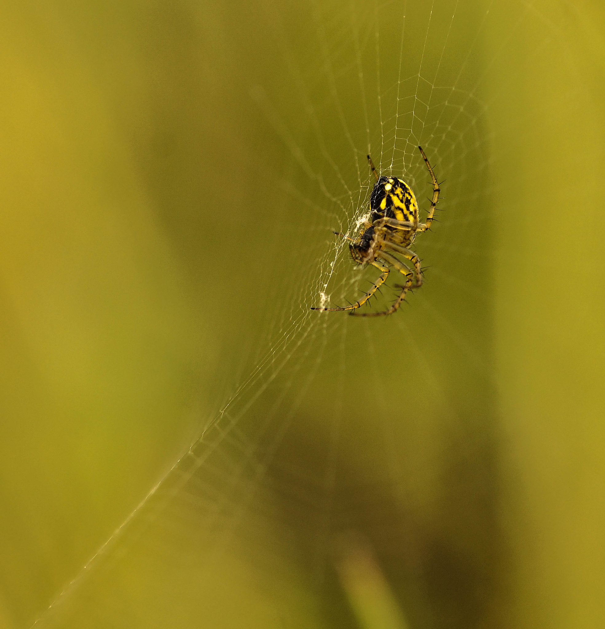 Sony SLT-A57 + 105mm F2.8 sample photo. Petite bouteille photography