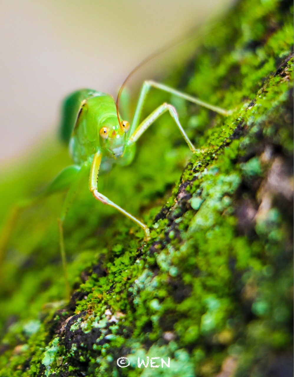 Canon EOS 760D (EOS Rebel T6s / EOS 8000D) sample photo. The cricket's smile photography