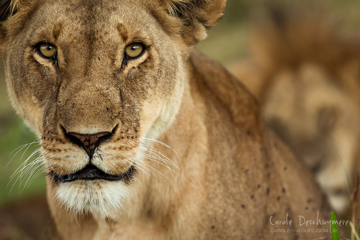 Canon EF 200-400mm F4L IS USM Extender 1.4x sample photo. It's all about the eyes photography