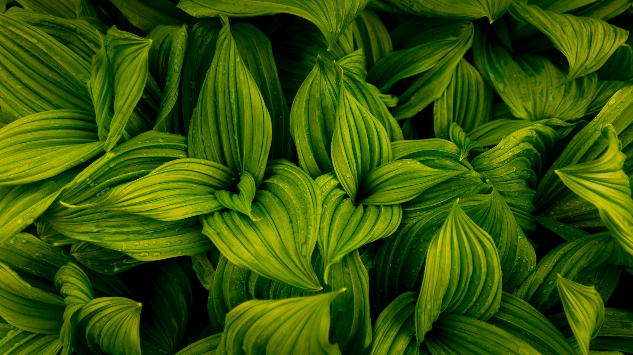 Sony SLT-A57 + 20mm F2.8 sample photo. False hellebore photography
