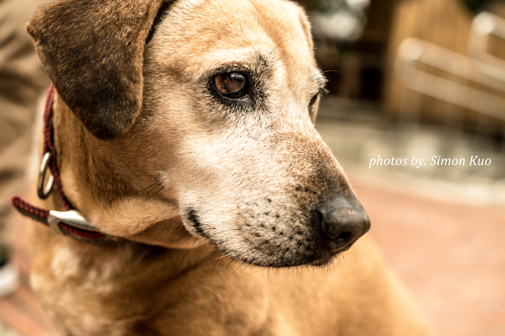 Sony ILCA-77M2 + Sony DT 35mm F1.8 SAM sample photo. Doggie.jpg photography