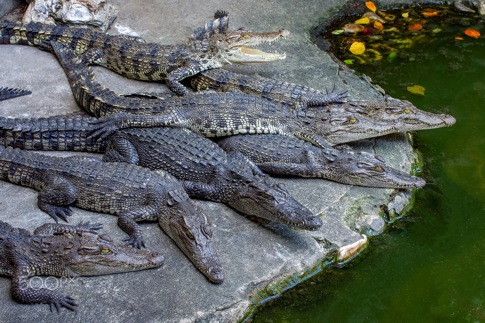Sony SLT-A65 (SLT-A65V) + Minolta AF 50mm F1.4 [New] sample photo. 7 crocodiles on the river side photography