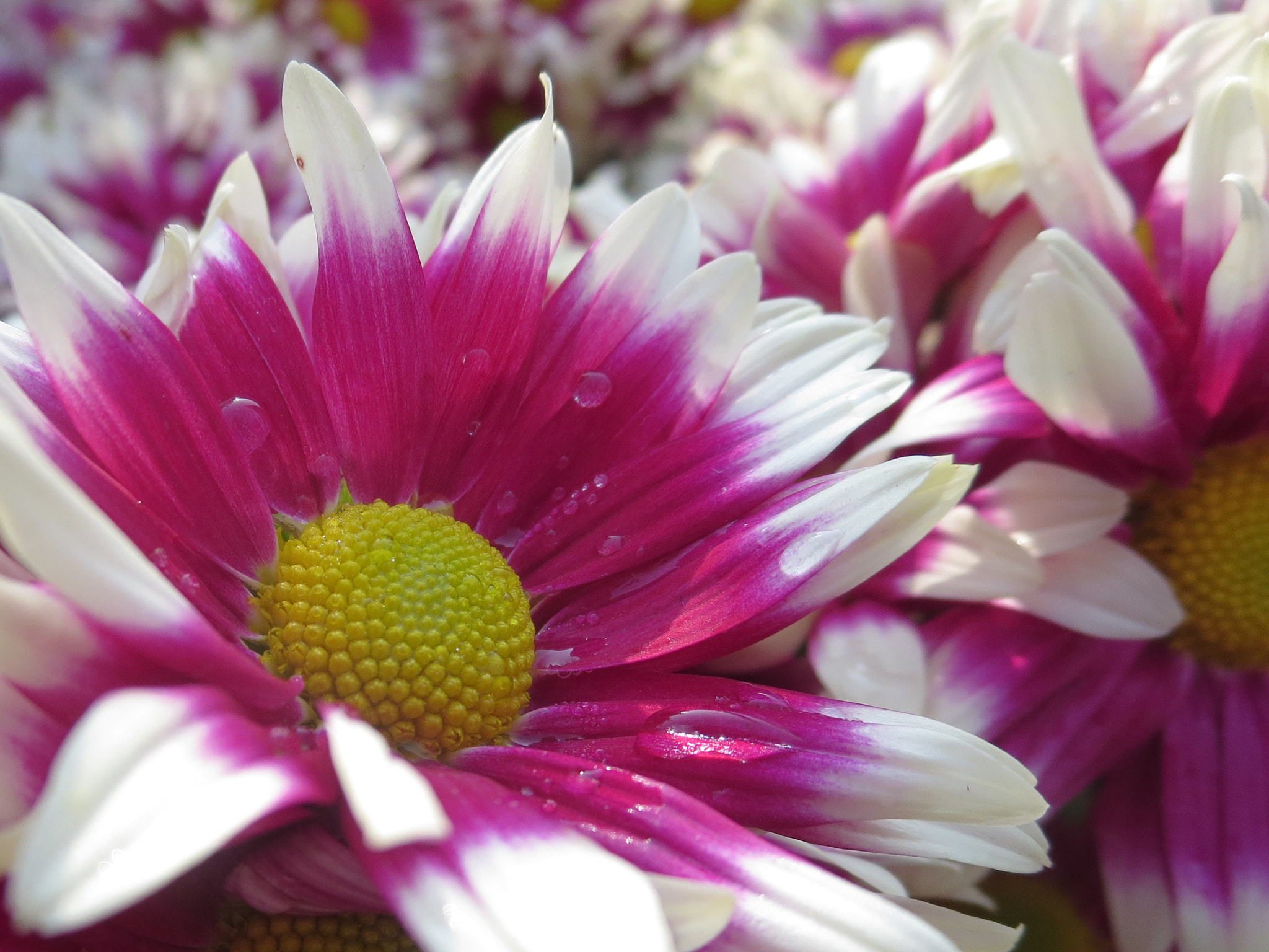 Canon PowerShot ELPH 330 HS (IXUS 255 HS / IXY 610F) sample photo. Flowers photography