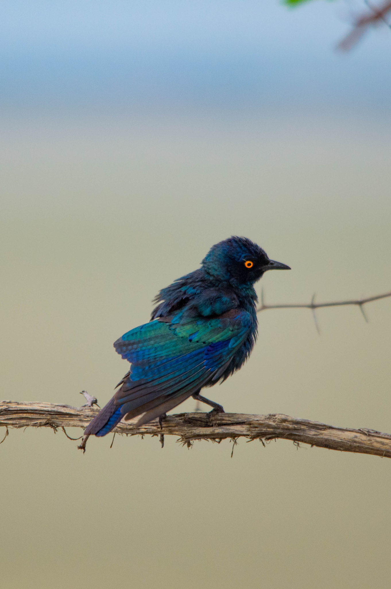 Sigma 70-200mm F2.8 EX DG Macro HSM II sample photo. Cape starling photography
