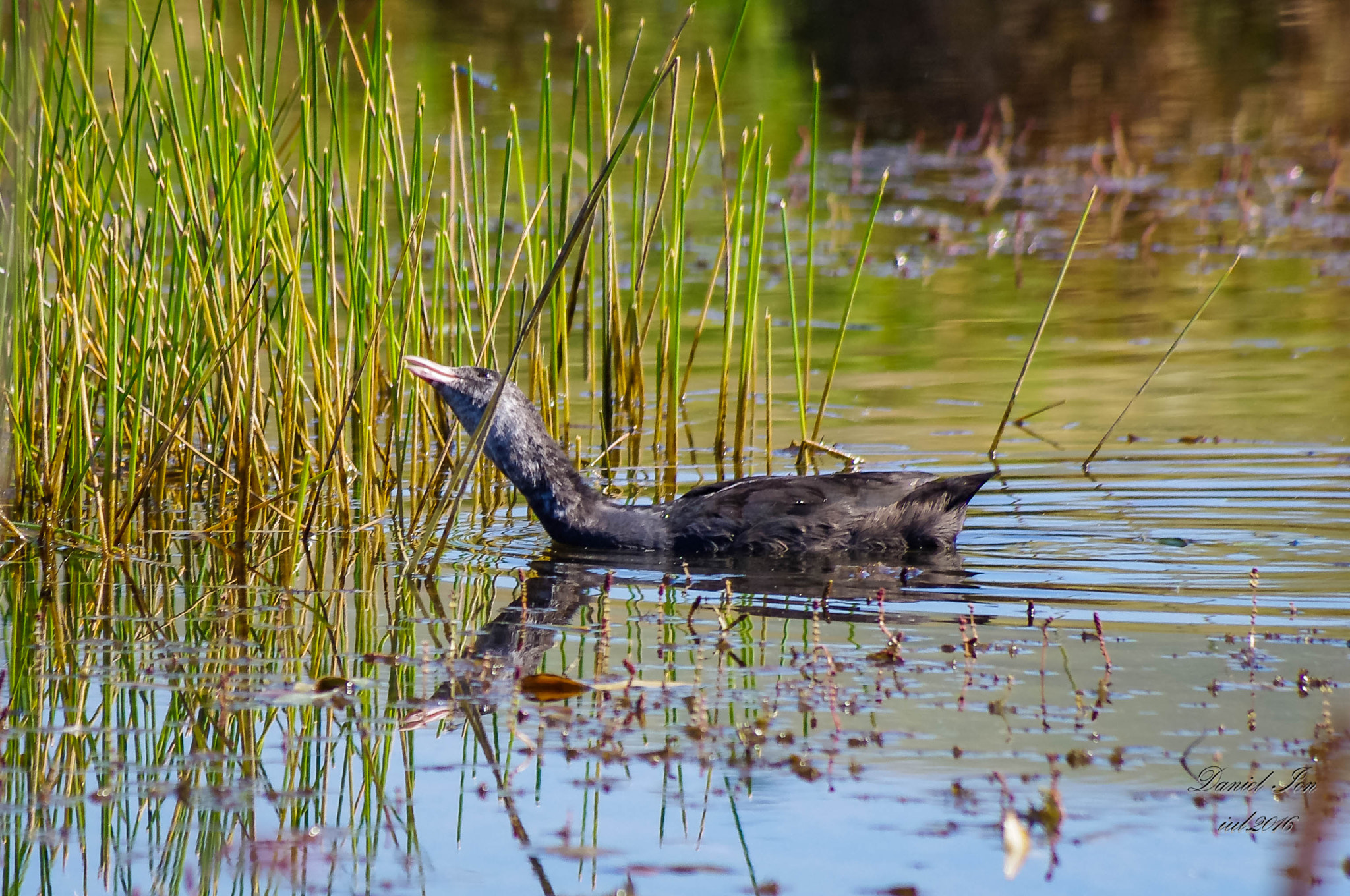 smc PENTAX-FA 80-320mm F4.5-5.6 sample photo. Fulica atra photography