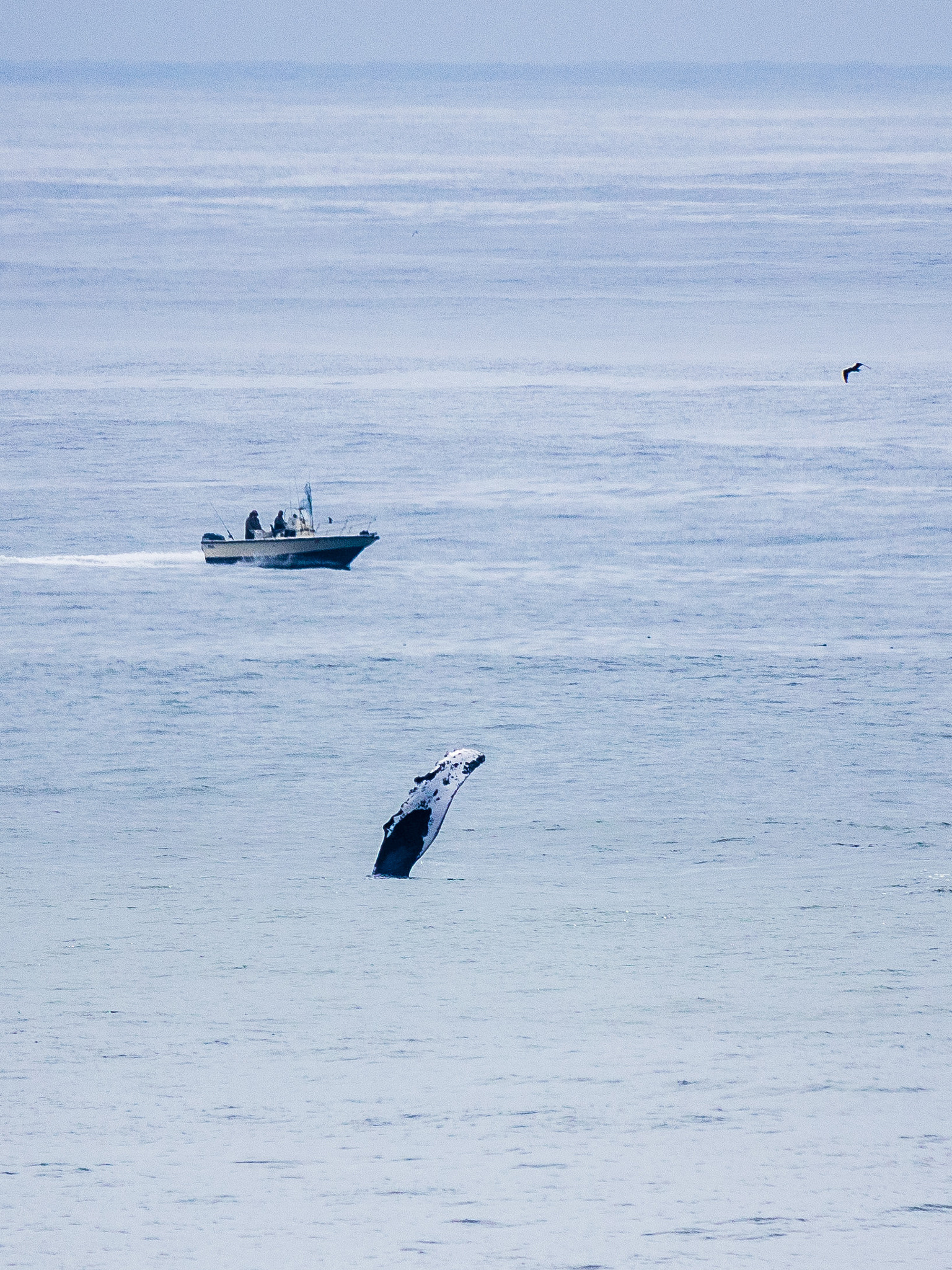 Olympus OM-D E-M1 + LEICA DG 100-400/F4.0-6.3 sample photo. Hi! photography