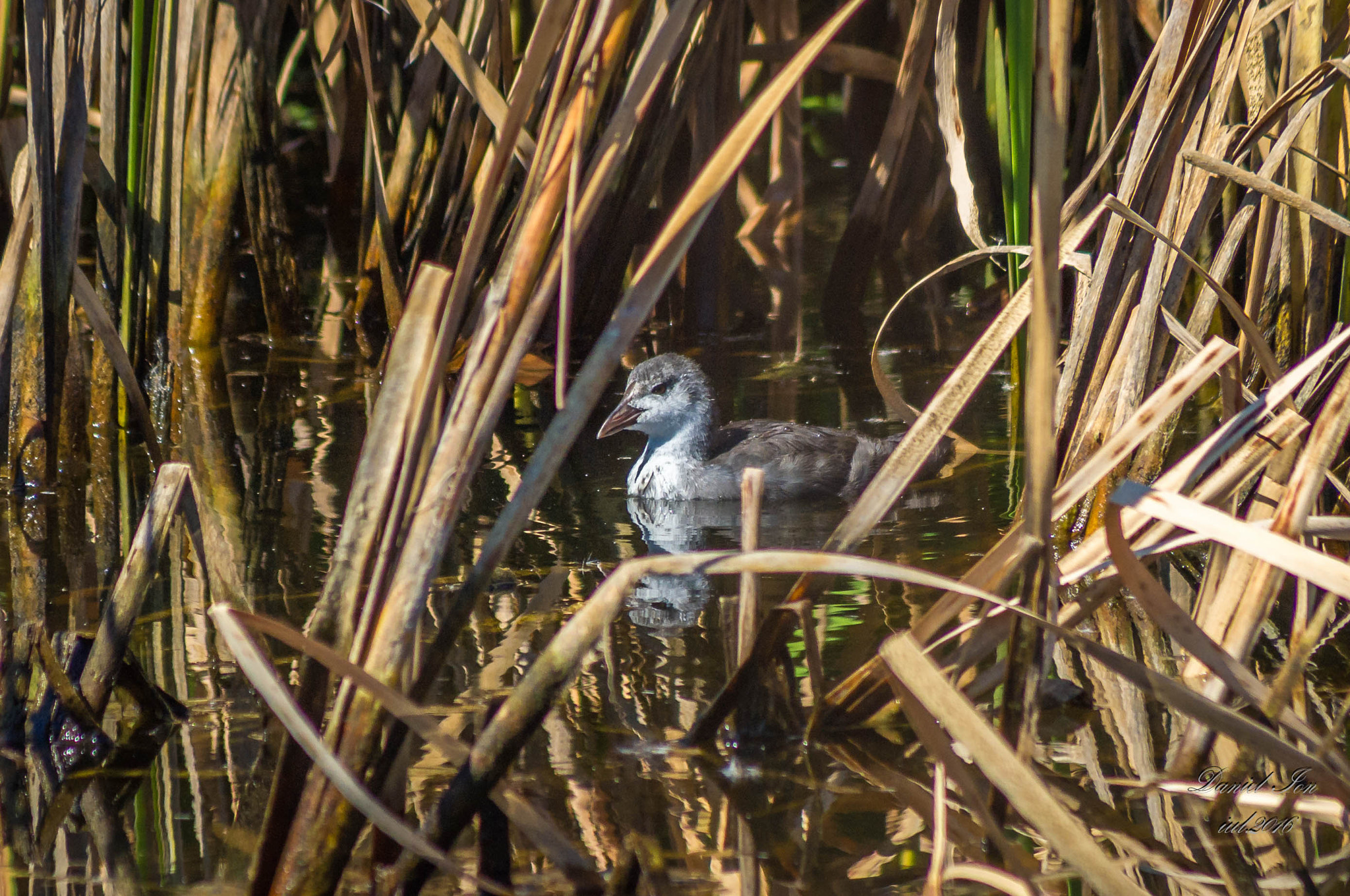 smc PENTAX-FA 80-320mm F4.5-5.6 sample photo. Fulica atra photography