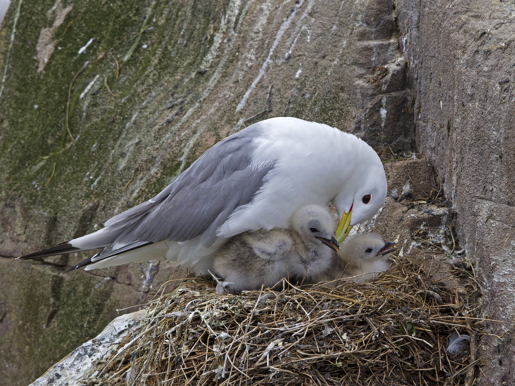 Canon EF 300mm F2.8L IS USM sample photo. Kittiwake on nest with chicks photography