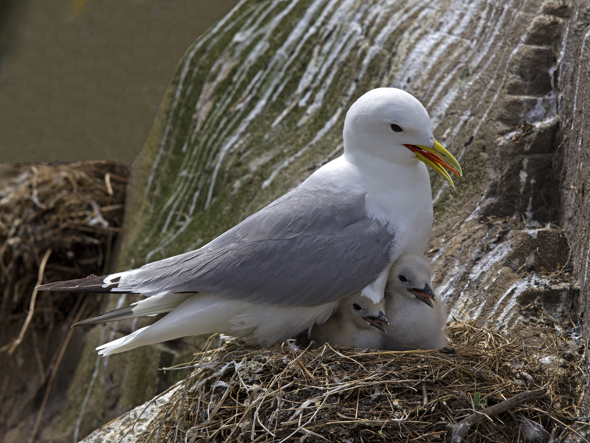 Canon EOS-1D Mark IV + Canon EF 300mm F2.8L IS USM sample photo. Kittiwake on nest with chicks photography