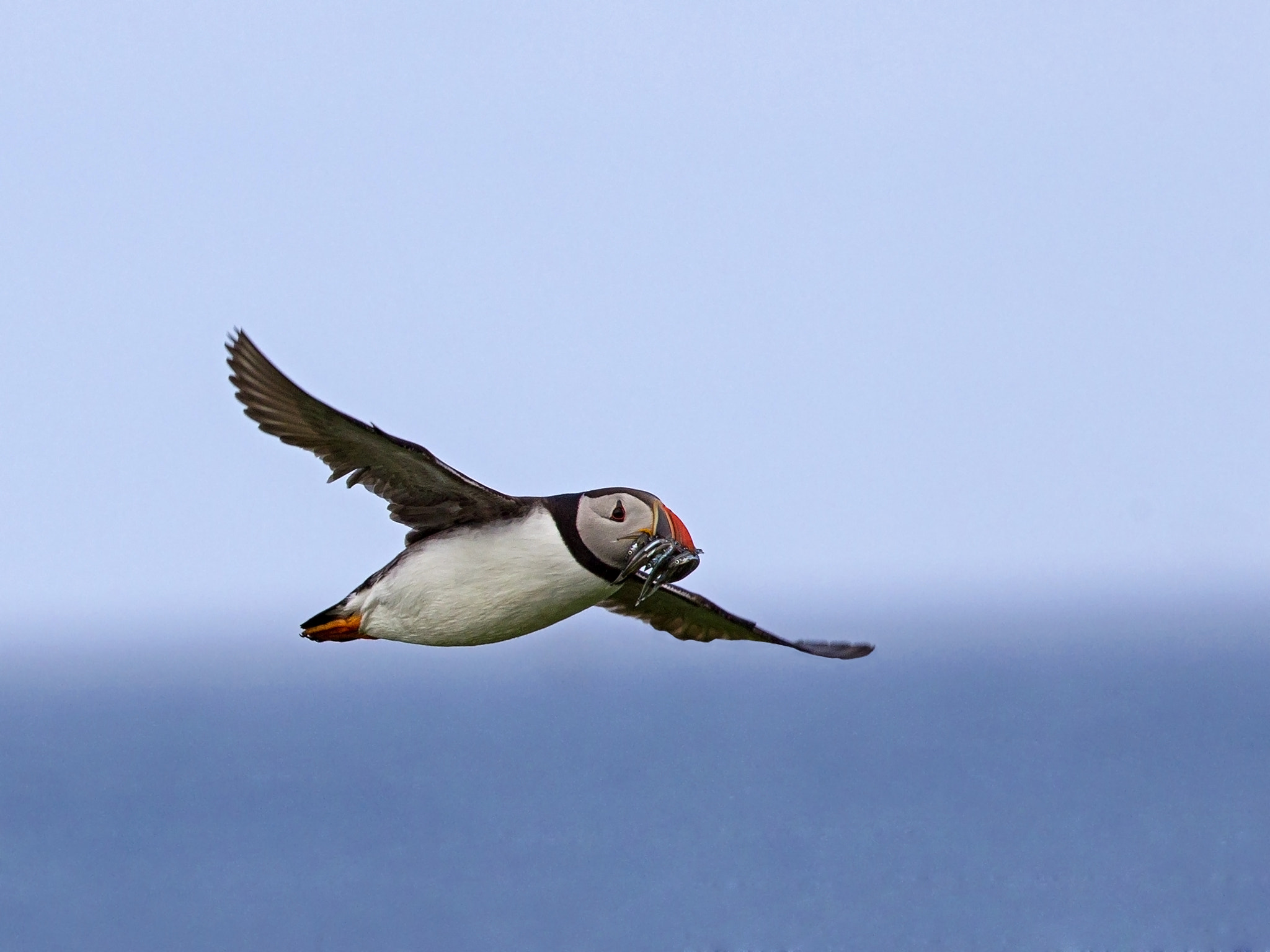 Canon EOS-1D Mark IV + Canon EF 300mm F2.8L IS USM sample photo. Puffin with sand eels in flight photography