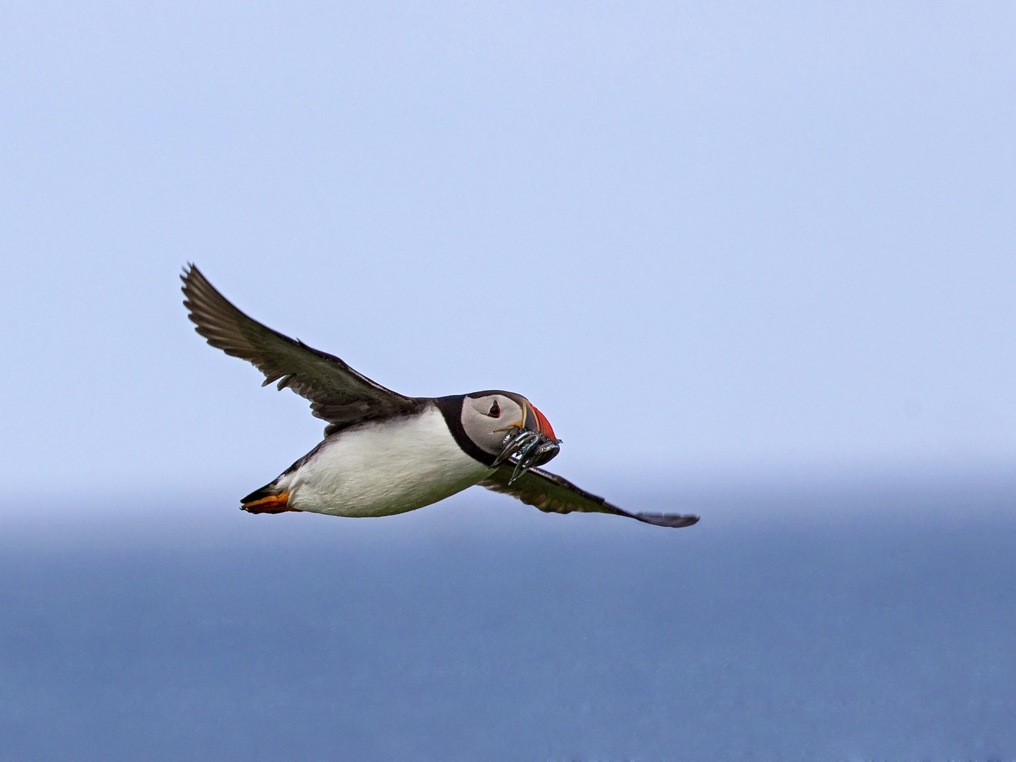 Canon EF 300mm F2.8L IS USM sample photo. Puffin with sand eels in flight photography