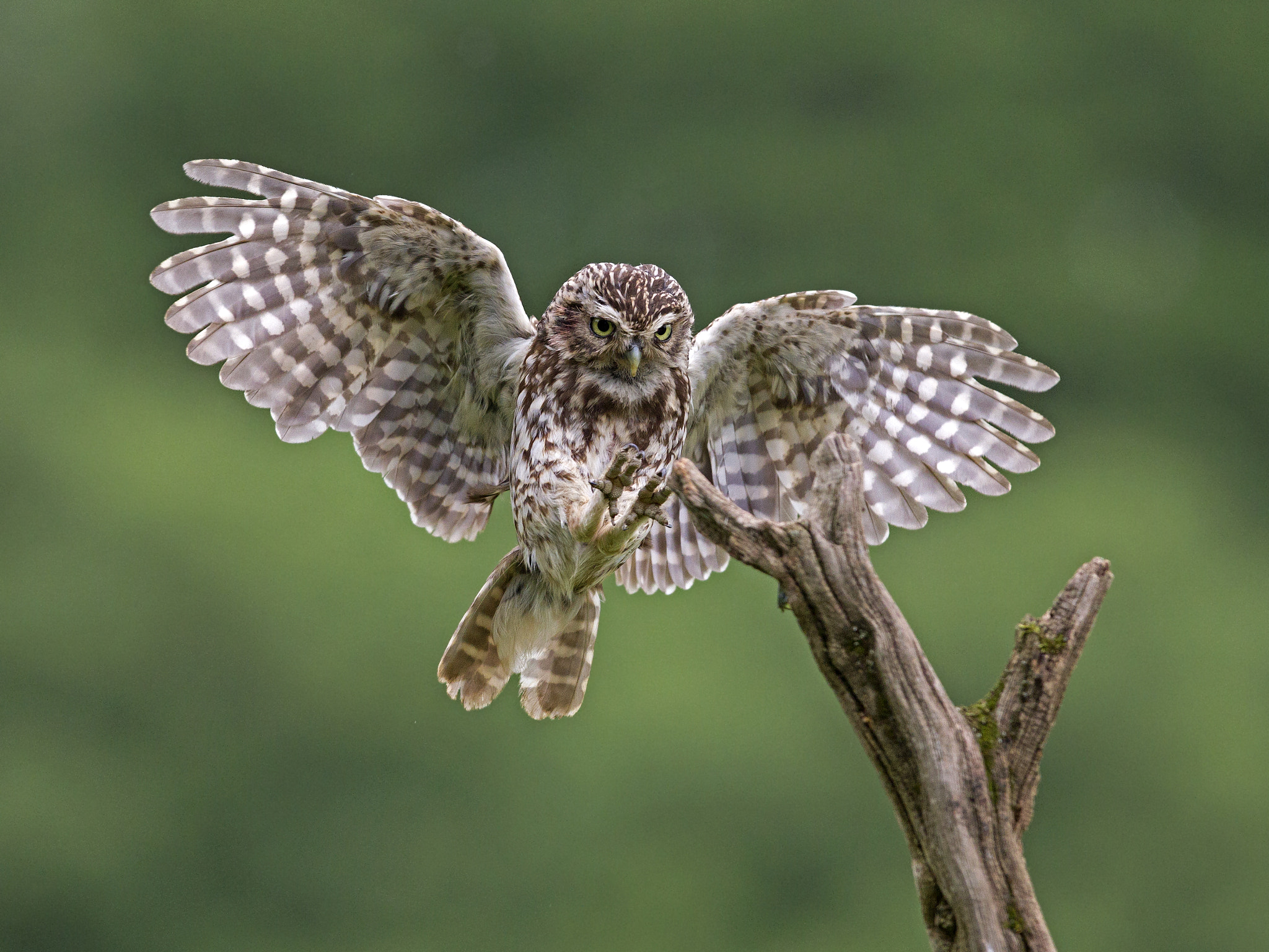 Canon EOS-1D Mark IV + Canon EF 300mm F2.8L IS USM sample photo. Little owl landing photography