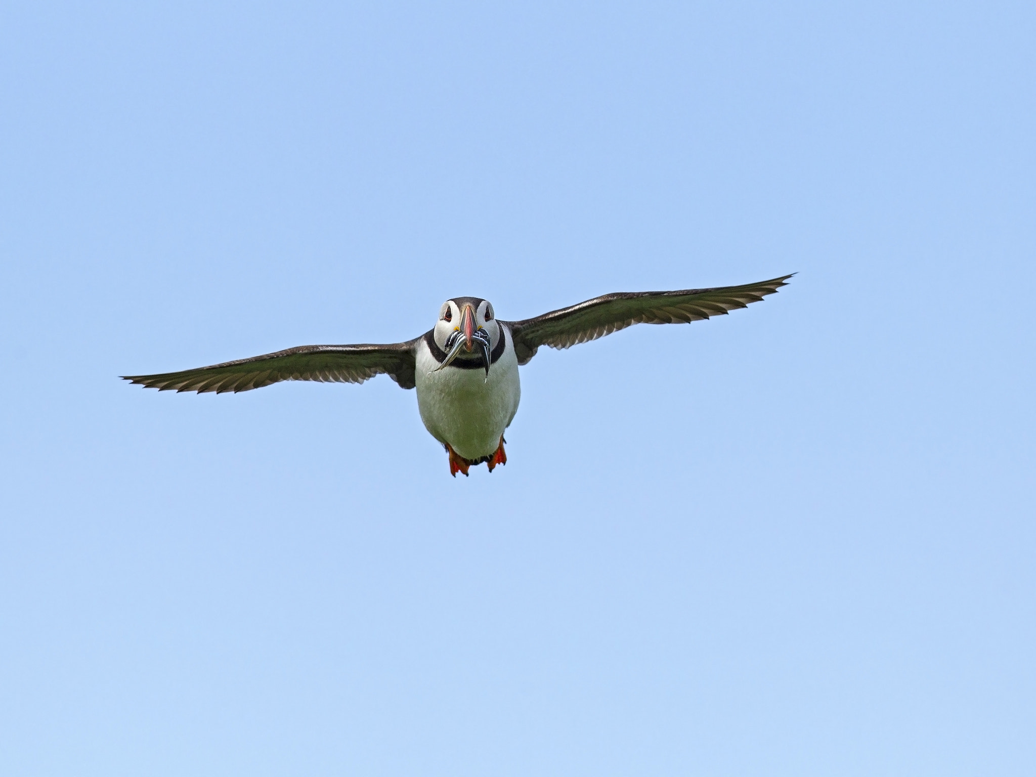 Canon EOS-1D Mark IV + Canon EF 300mm F2.8L IS USM sample photo. Puffin with sand eels in flight photography