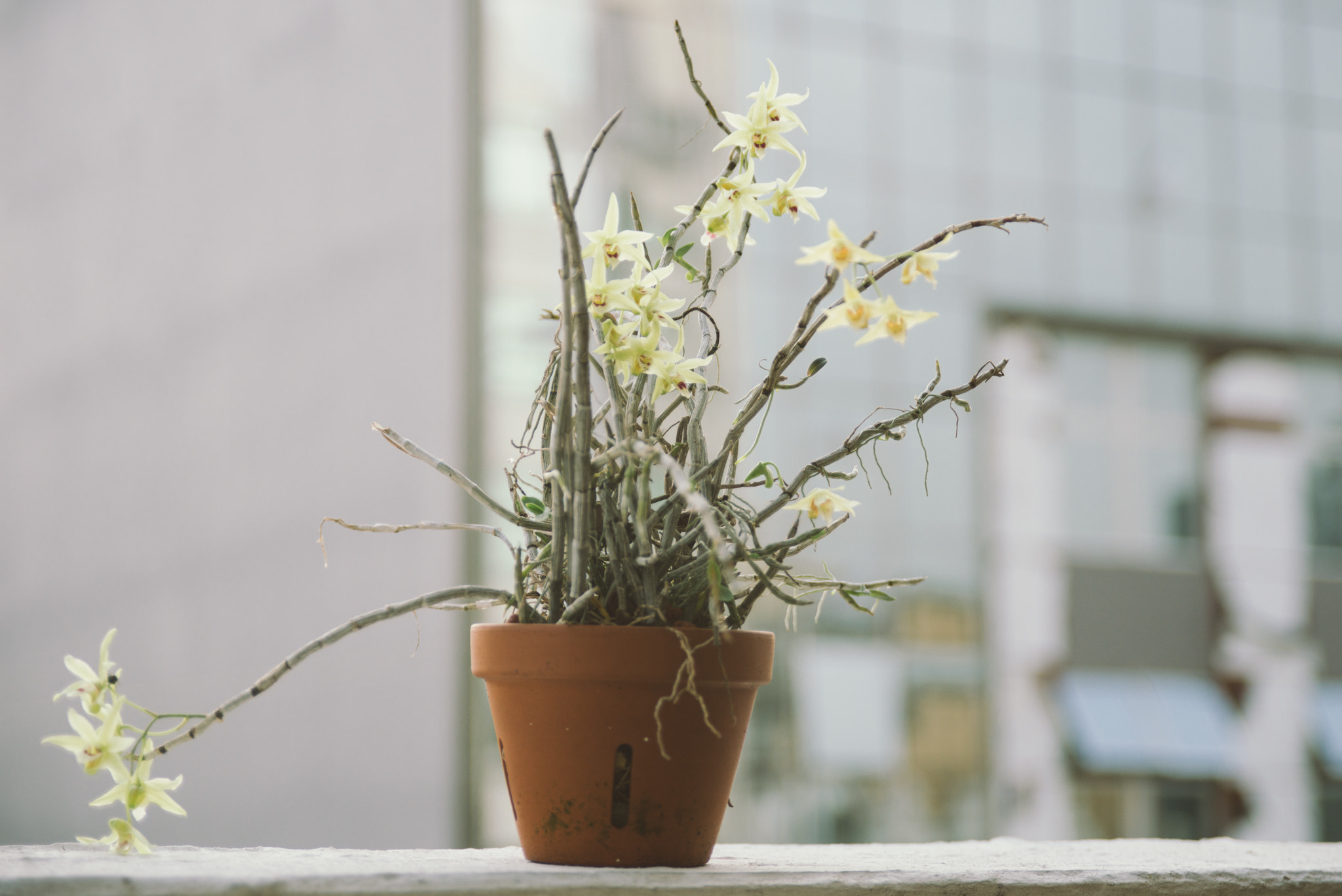 AF Zoom-Nikkor 28-105mm f/3.5-4.5D IF sample photo